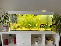 EHEIM Aquarium 200l komplett mit viel Zubehör Dresden - Blasewitz Vorschau