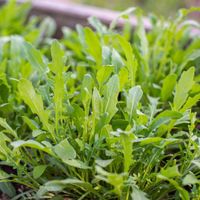 ❤️ Rucola Samen gesucht Baden-Württemberg - Tübingen Vorschau