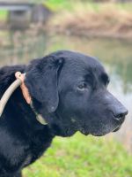 Liebenswerter Labrador - schwarz Baden-Württemberg - Graben-Neudorf Vorschau