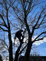 Baumpflege Baumfällung Sturmschäden Baum Fällung Rückschnitt Nordrhein-Westfalen - Krefeld Vorschau