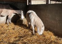 Offenstallplatz Sommer für ein kleines Pony Schleswig-Holstein - Klappholz Vorschau