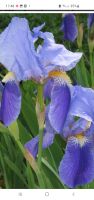 Schwertlilie,Iris kleine Ableger, Staude winterhart,blüht blau Nordrhein-Westfalen - Gevelsberg Vorschau