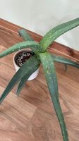 Aloe Vera Pflanze Zimmerpflanze Baden-Württemberg - Mengen Vorschau