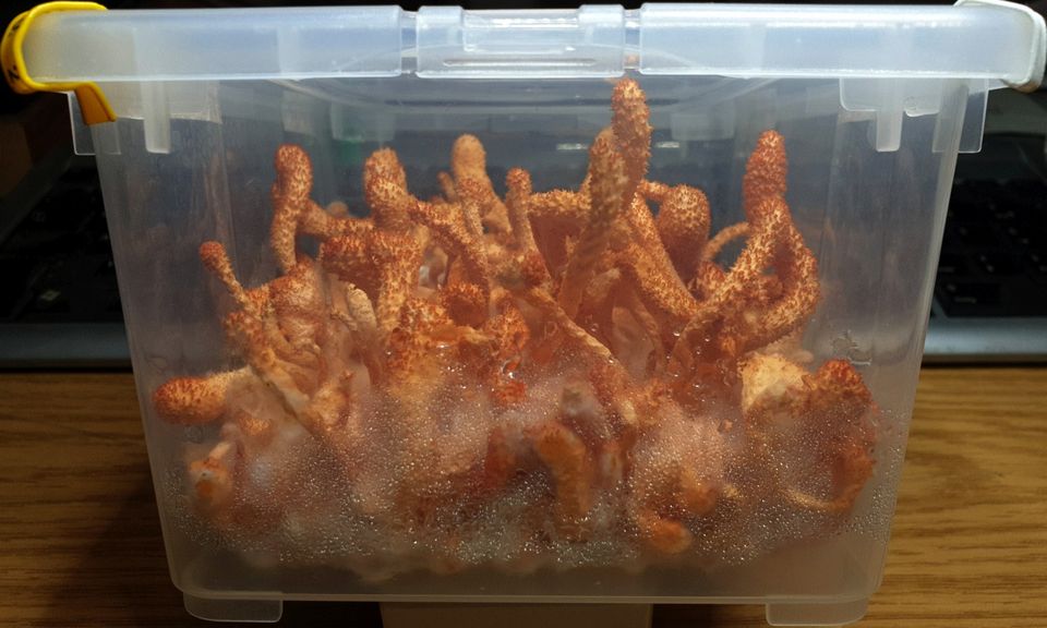 Cordyceps militaris Box zum selbst Ernten, Heilpilz, Pilzzucht in Berlin