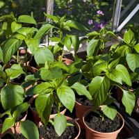 Paprika und Chilli Pflanzen aus eigener Anzucht - BIO Saatgut Sachsen - Stützengrün Vorschau