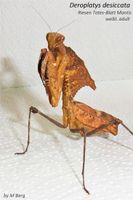 Deroplatys desiccata / Gottesanbeterin / Totes-Blatt Mantis Sachsen - Limbach-Oberfrohna Vorschau