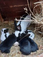 Kaninchen zum weiterfüttern Thüringen - Berlstedt Vorschau