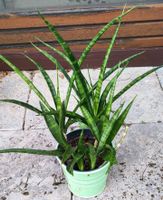 Nur noch eine Sansevieria Bogenhanf Bayern - Schwarzach am Main Vorschau