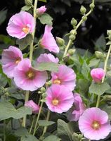 50 Samen Stockrosen rosa magenta Malve winterhart Alcea Rosea Wandsbek - Hamburg Jenfeld Vorschau