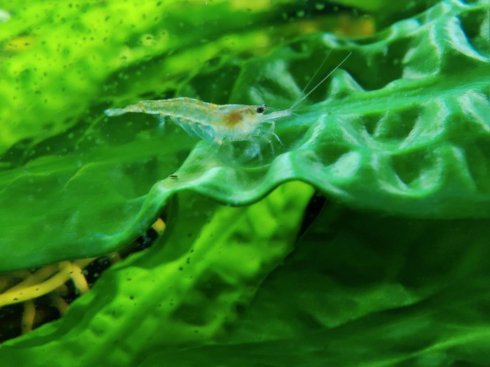 Algen Garnelen Chemiefrei gezüchtete Neocaridina fürs Aquarium. in Uehlfeld