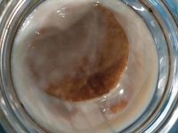 Kombucha Pilz(e) Scoby München - Maxvorstadt Vorschau