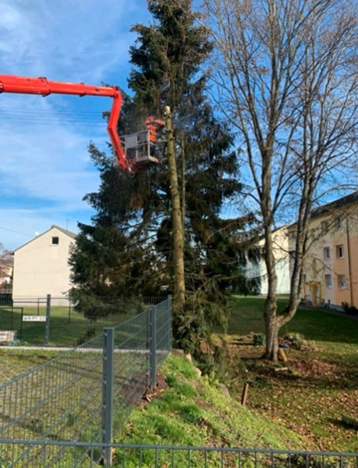 Baumfällung; Problembaumfällung, Seilklettertechnik, Bühne in Hoppstädten-Weiersbach