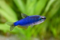 Königssalmler Super Blau (Inpaichthys kerri super blue) ab 3,00 € Niedersachsen - Selsingen Vorschau