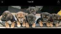 Geschwister und Wurfgeschwister gesucht : Beagle-Labrador aus Lei Hamburg-Mitte - Hamburg Altstadt Vorschau