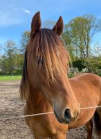 Pflegebeteiligung für unsere 2 jährige Welsh Partbred / Reitpony Schleswig-Holstein - Norderstedt Vorschau