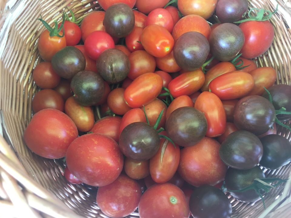 Tomatenpflanzen 36 Sorten samenfest, seltene Sorten in Wittstock/Dosse