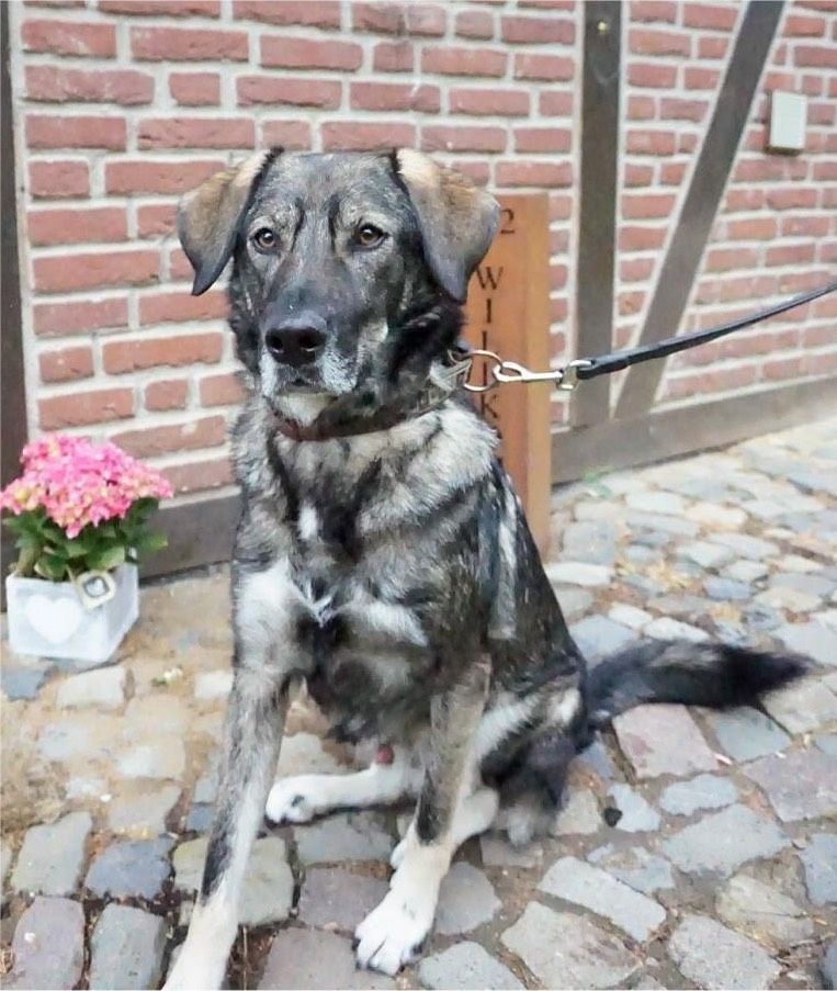 Bandit - ein toller Hund in den richtigen Händen in Norderstedt