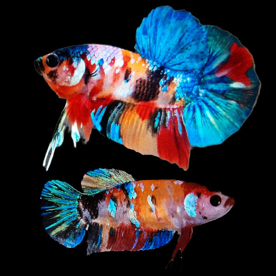 Multicolor Rainbow Männchen betta splendens Kampffisch E17 in Dortmund