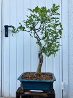 Bonsai japanisches Pfaffenhütchen Nordrhein-Westfalen - Herne Vorschau