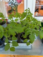 Bio Tomatenpflanzen Berlin - Neukölln Vorschau