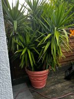 Große Yucca Palme nicht winterhart zu Verkaufen Petershausen Bayern - Erdweg Vorschau