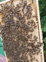 Bienenvolk Bienen Ableger 2024 Imkerei Dnm Seegeberger Niedersachsen - Einbeck Vorschau