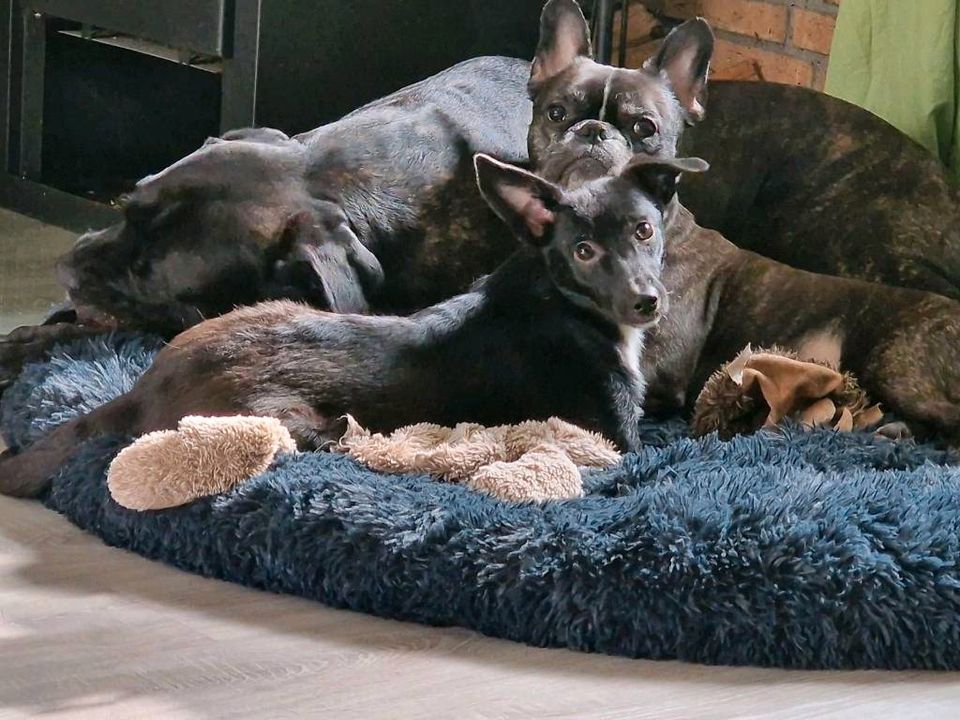 Kiwi sucht ihr für immer zu Hause Hund Hündin in Winsen (Aller)