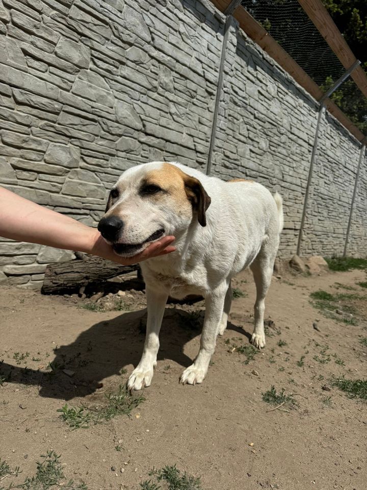 Verschmuster MALIK ❤️ a.d. Tierschutz sucht seine Familie in Möckern