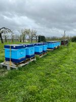 US-Dadant Bienenvolk mit Styropor-Beute Baden-Württemberg - Philippsburg Vorschau