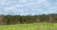 Wald- Forst Fläche Bayern - Beilngries Vorschau