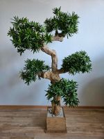 Bonsai Baum Dekoration Bayern - Großwallstadt Vorschau