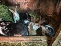 Junge Kaninchen Brandenburg - Friesack Vorschau
