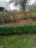 Hecke aus Buchsbaum, immer grün Kiel - Kronshagen Vorschau