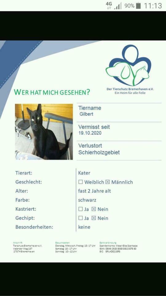 Kater vermisst in Bremerhaven