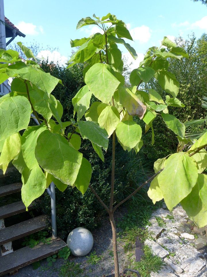 Schöner gewachsener gemeiner Trompetenbaum 170 cm in Freden