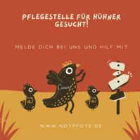 Dringend Pflegestellen für Hühner gesucht! Nordrhein-Westfalen - Neuss Vorschau