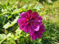 Malven Samen mauretanisch Blüten wilde Malve Malvenblüte lila rot Baden-Württemberg - Pfedelbach Vorschau