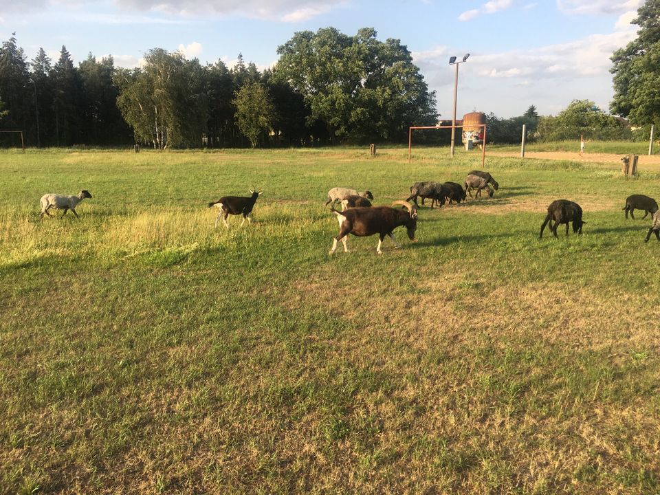 Schaf Rohwolle gegen Gebot abzugeben in Groß Kreutz