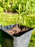 Bio Tomatenpflanzen Andenhörnchen Black Krim Ochsenherz Schwerin - Gartenstadt - Ostorf Vorschau