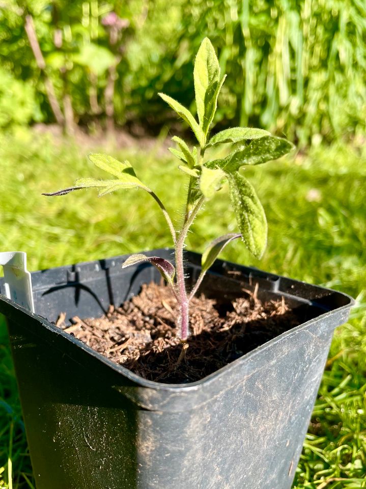 Bio Tomatenpflanzen Andenhörnchen Black Krim Ochsenherz in Schwerin