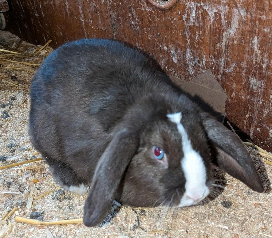 Kaninchen Mini lop Widder in Fintel