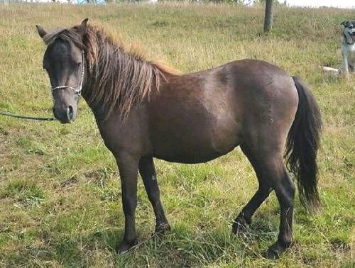 Gerittene Shetty-Stute mit Stutfohlen Volltiger in Heringen (Werra)