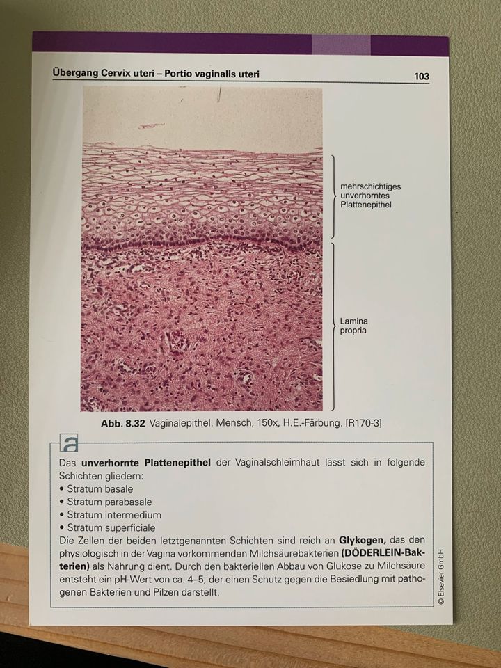 Sobotta - Histologie Lernkarten, 6. Auflage in Regis-Breitingen