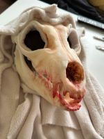 Skullhead Fursuit Münster (Westfalen) - Centrum Vorschau