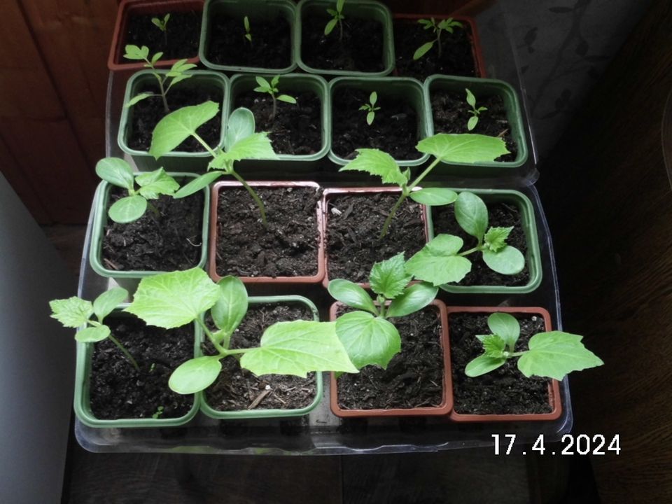 Gurken,,Melonen,Peperoni,Tomaten Kürbis u Paprikapflanzen in Jena