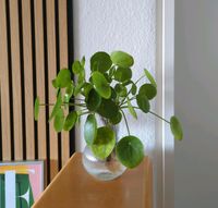 Pilea peperomioides Ufopflanze chinesischer Geldbaum Ableger Münster (Westfalen) - Gievenbeck Vorschau