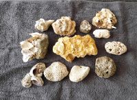 Fossilien versteinerte Koralle Muscheln Mineralien Hessen - Rüsselsheim Vorschau