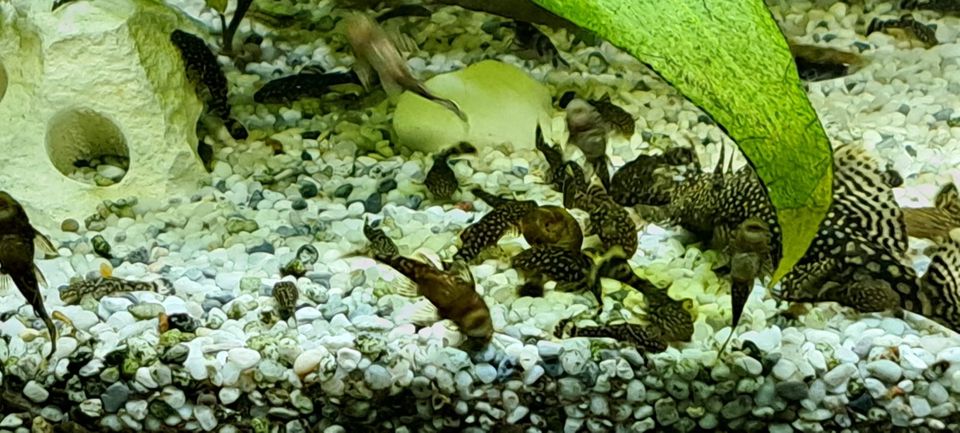 Brauner Antennenwels, Ancistrus sp. in Leipzig