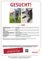 ‼️GESUCHT - Katze in Preist vermisst‼️ Rheinland-Pfalz - Preist Vorschau