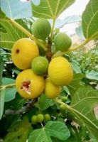 Feigen Baum Saarland - Wallerfangen Vorschau